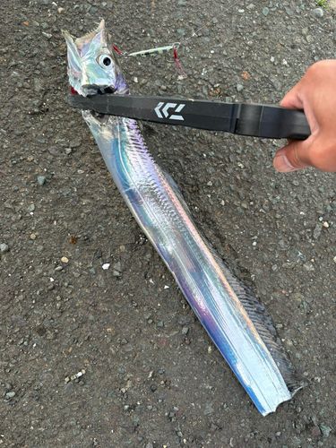 タチウオの釣果