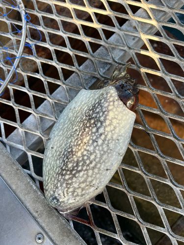 シリヤケイカの釣果