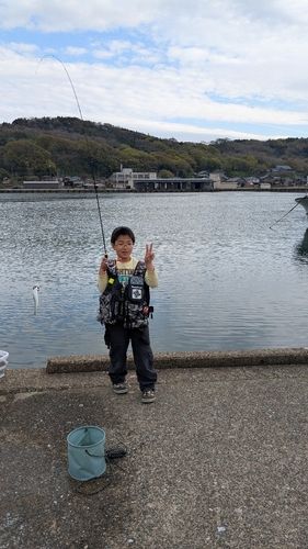イワシの釣果