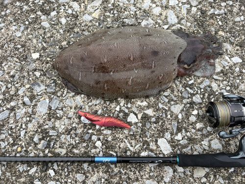 モンゴウイカの釣果