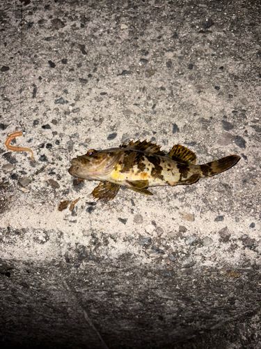 タケノコメバルの釣果