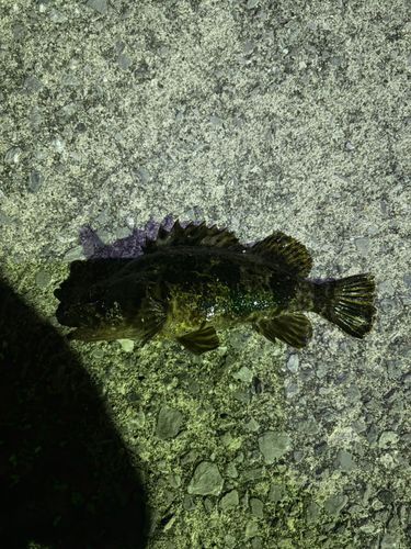 タケノコメバルの釣果