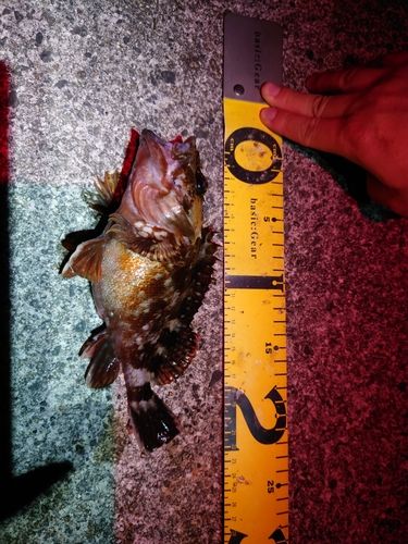 カサゴの釣果