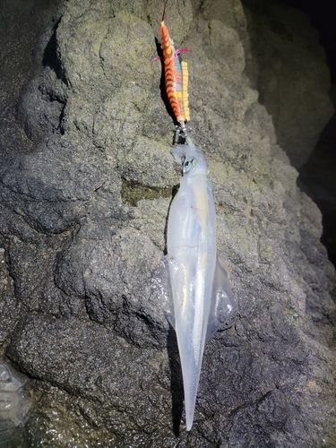 ヤリイカの釣果