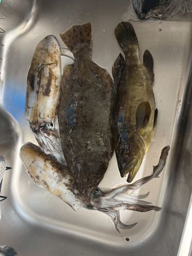 クエの釣果