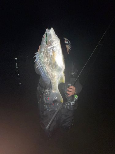 キビレの釣果