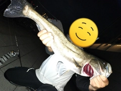 フッコ（マルスズキ）の釣果