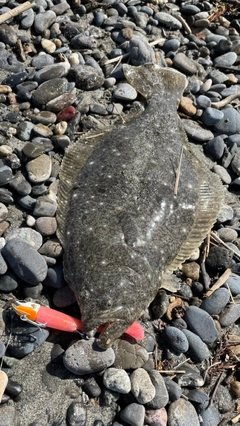 ソゲの釣果