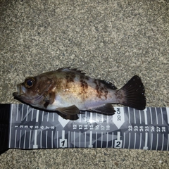 メバルの釣果