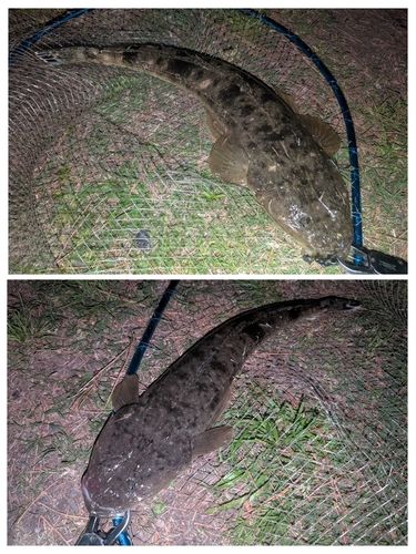 マゴチの釣果