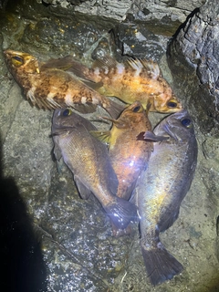 アカメバルの釣果