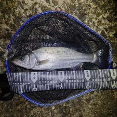 セイゴ（ヒラスズキ）の釣果