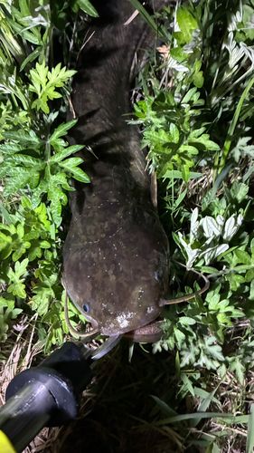 マナマズの釣果