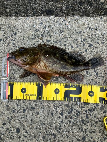 カサゴの釣果