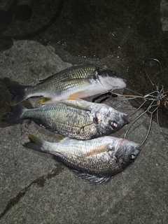 キビレの釣果