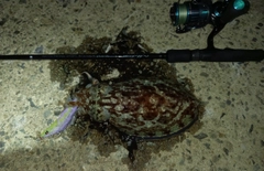 カミナリイカの釣果