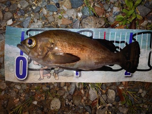 メバルの釣果