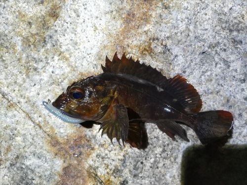ガシラの釣果
