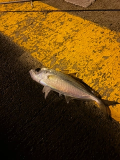 メアジの釣果
