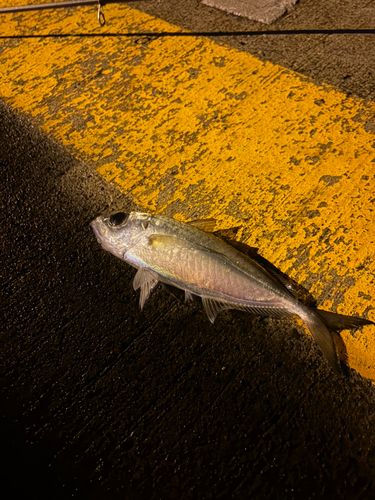メアジの釣果