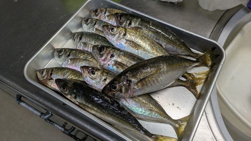 アジの釣果