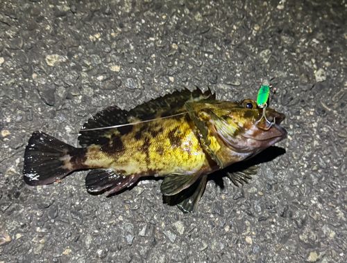 カサゴの釣果