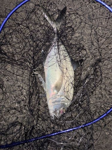 ギンガメアジの釣果