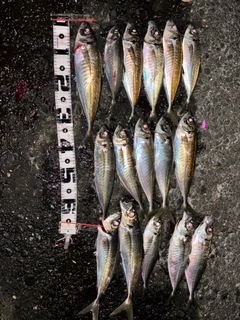 マアジの釣果
