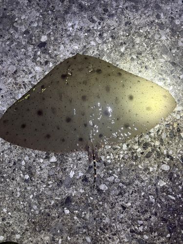 エイの釣果