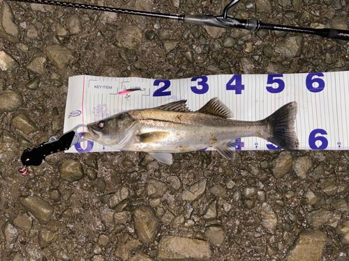 シーバスの釣果