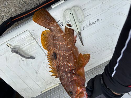アコウの釣果