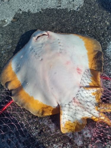 アカエイの釣果
