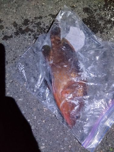 アコウの釣果