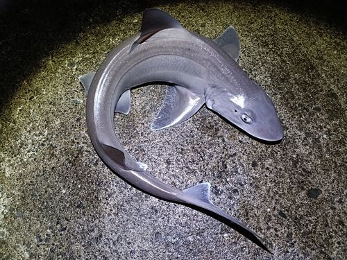 ホシザメの釣果