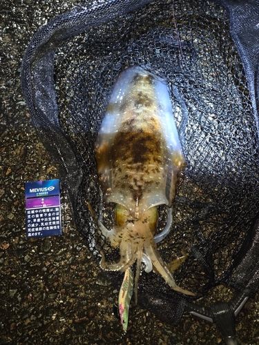 イカの釣果