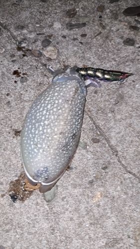 シリヤケイカの釣果