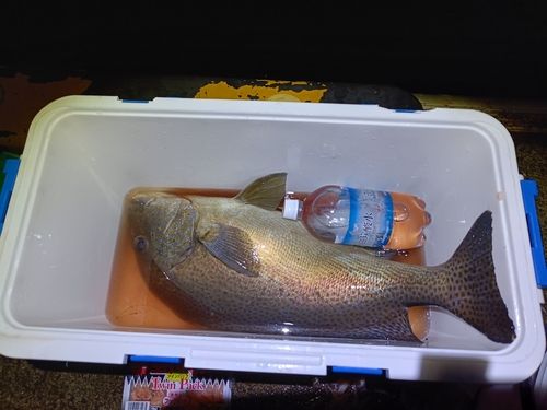コロダイの釣果