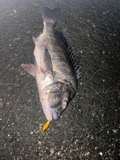 チヌの釣果