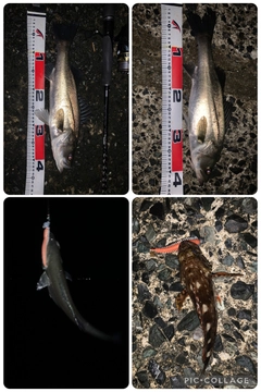 セイゴ（マルスズキ）の釣果