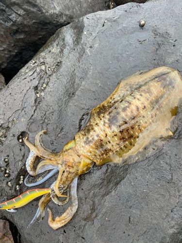 アオリイカの釣果