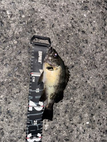 メバルの釣果