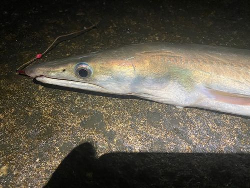 ハモの釣果
