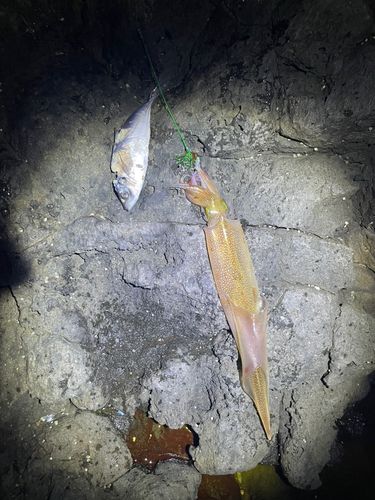 ササイカの釣果