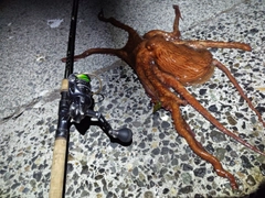タコの釣果