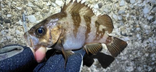 シロメバルの釣果