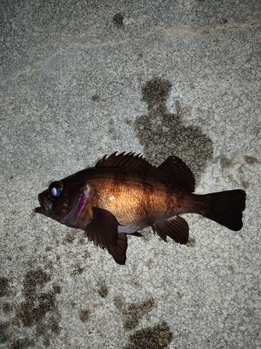 メバルの釣果