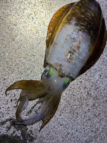 アオリイカの釣果