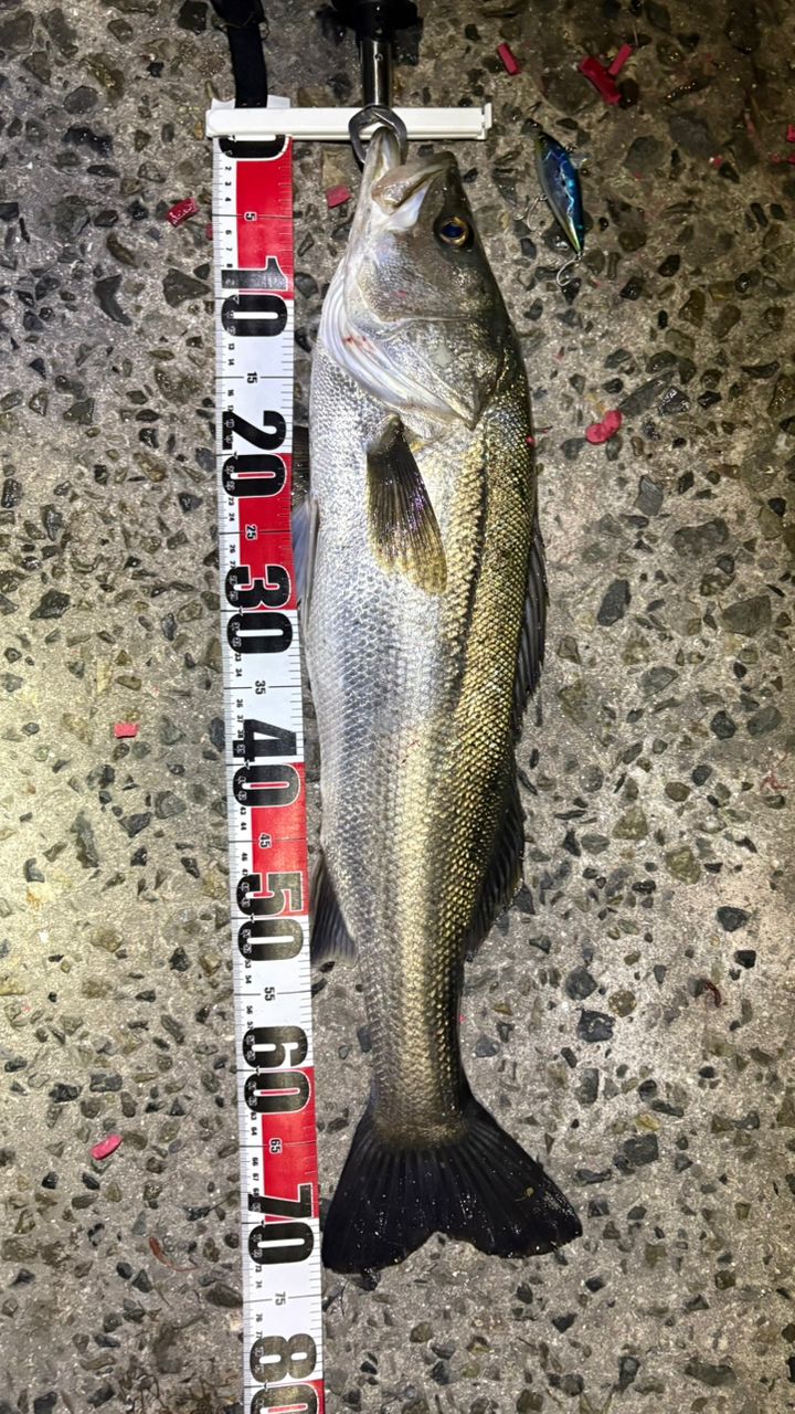 SHIMANO 20ネッサ エクスチューン S108M+の最安値・インプレ・釣果