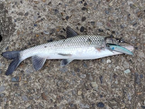 ニゴイの釣果