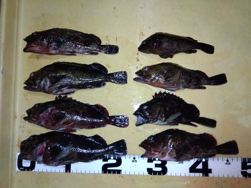 カサゴの釣果